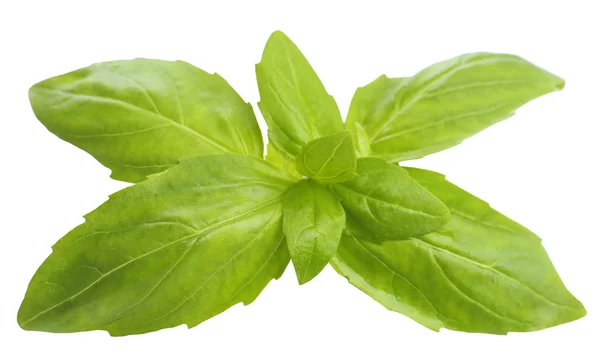 Green fresh basil, isolated on white — Stock Photo, Image