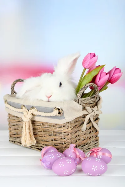 Weiße niedliche Kaninchen und Ostern Zusammensetzung — Stockfoto