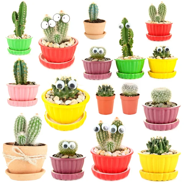 Collection of cactuses, isolated on white — Stock Photo, Image