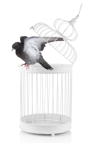 Um pombo-mensageiro cinzento na gaiola isolado no branco — Fotografia de Stock