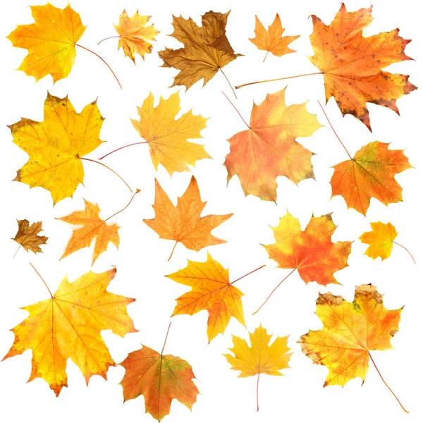 Beautiful colored autumn leaves isolated on white