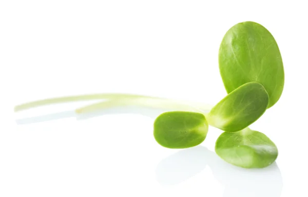 Groene jonge zonnebloem sprout geïsoleerd op wit — Stockfoto