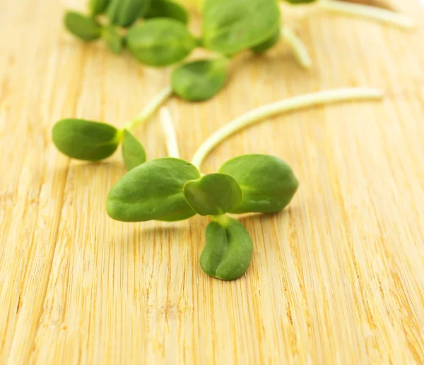 Groene jonge zonnebloem spruiten op houten achtergrond — Stockfoto