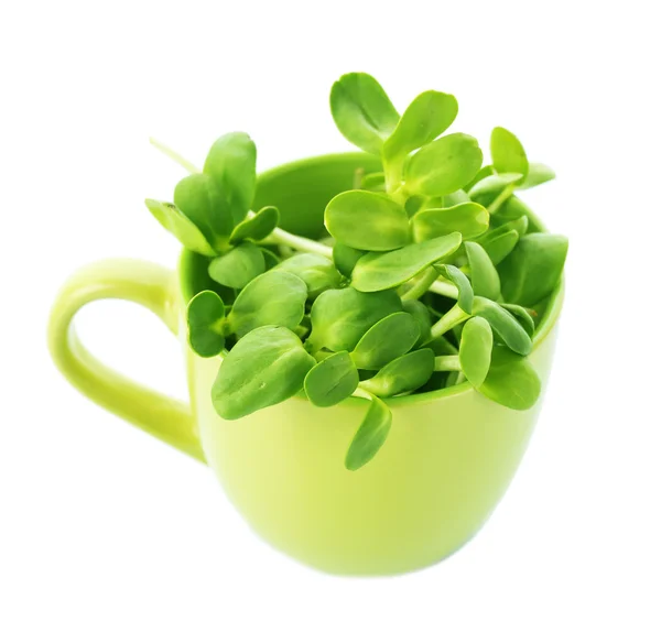 Grüne junge Sonnenblumensprossen in Tasse isoliert auf weiß — Stockfoto