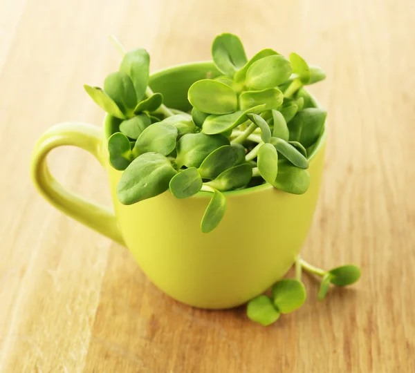 Green young sunflower sprouts in cup on wooden background — Stock Photo, Image