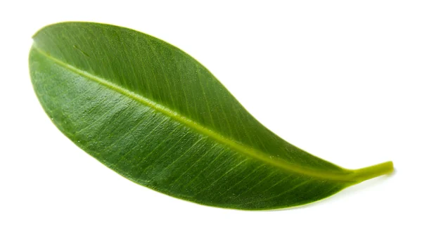 Piękny zielony liść, na białym tle — Zdjęcie stockowe