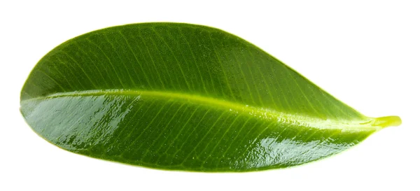 Schönes grünes Blatt, isoliert auf weiß — Stockfoto