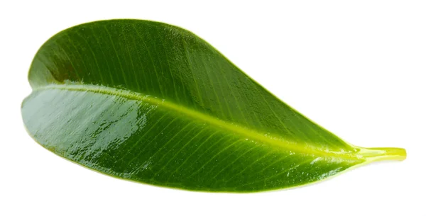 Belle feuille verte, isolée sur blanc — Photo