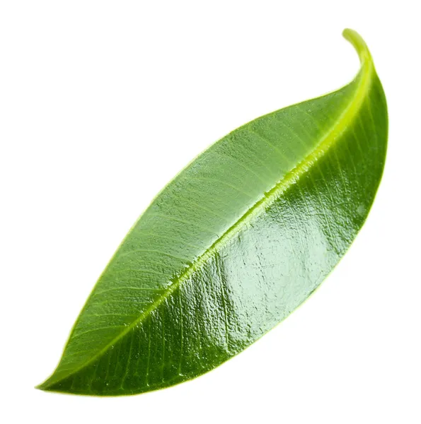 Beautiful green leaf, isolated on white — Stock Photo, Image