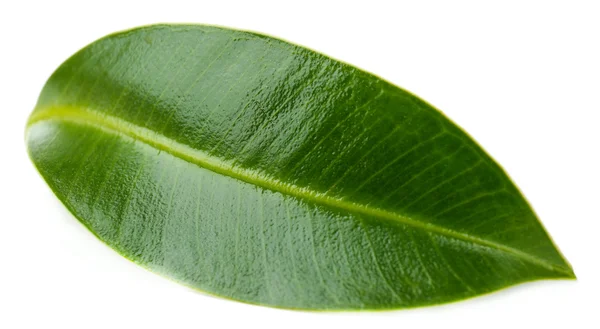 Bela folha verde, isolada em branco — Fotografia de Stock