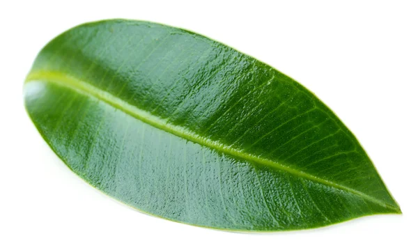 Belle feuille verte, isolée sur blanc — Photo