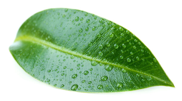 Beautiful green leaf, isolated on white