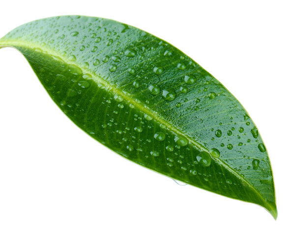 Beautiful green leaf, isolated on white