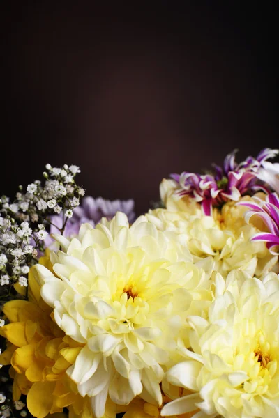 Beautiful chrysanthemum flowers on brown background — Stock Photo, Image