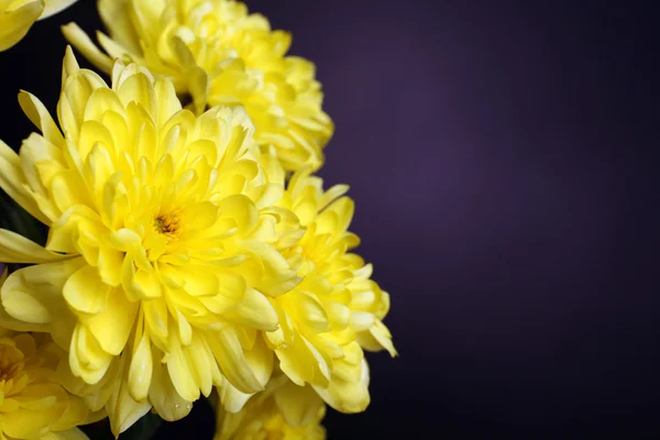 Bellissimi fiori di crisantemo su sfondo marrone — Foto Stock