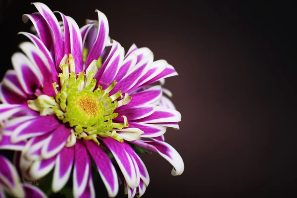 Lindas flores de crisântemo no fundo marrom — Fotografia de Stock