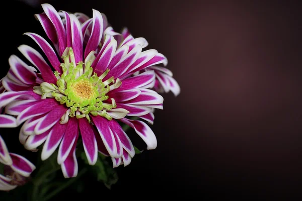 Schöne Chrysanthemenblüten auf braunem Hintergrund — Stockfoto