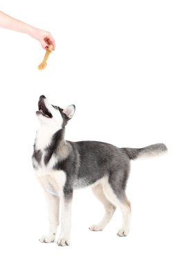 beyaz izole güzel şirin husky köpek