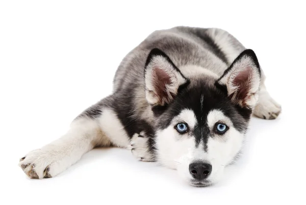 Hermoso lindo cachorro husky, aislado en blanco —  Fotos de Stock