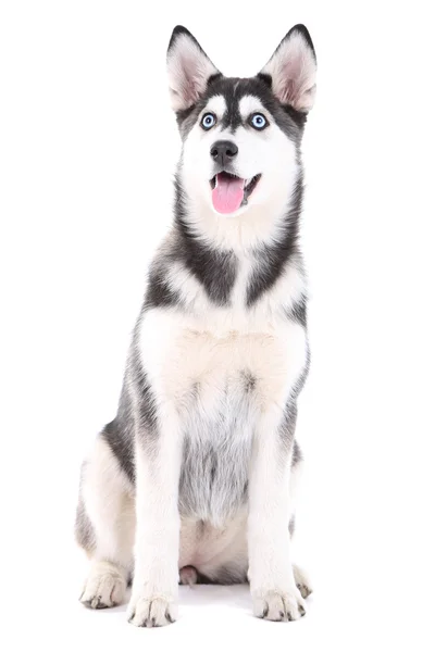 Hermoso lindo cachorro husky, aislado en blanco —  Fotos de Stock