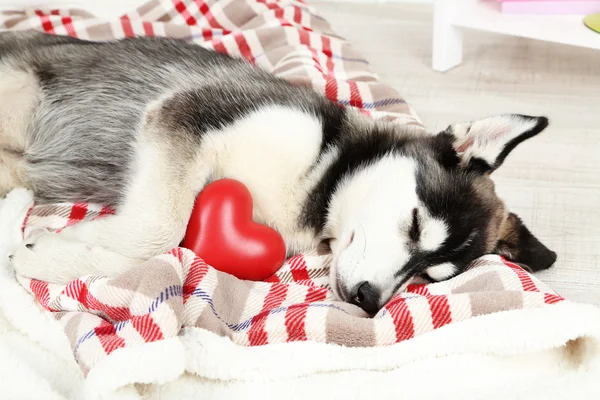 Mooie schattige husky puppy in kamer — Stockfoto