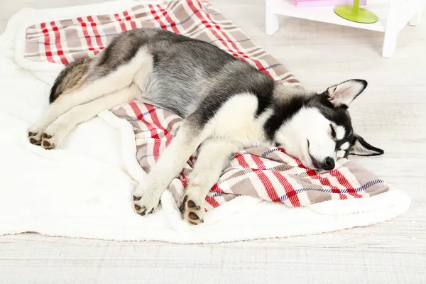 Bonito cachorrinho husky bonito no quarto — Fotografia de Stock