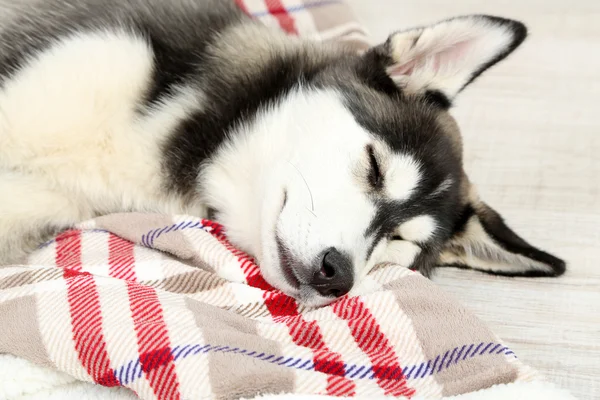 Bonito cachorrinho husky bonito no quarto — Fotografia de Stock