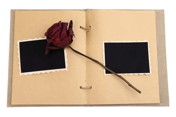 Бланшировать старые фотографии в альбоме и высушенный цветок, изолированный на белом — стоковое фото