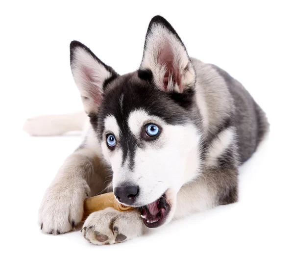 Chiot Husky Images Libres De Droit Photos De Chiot Husky Depositphotos
