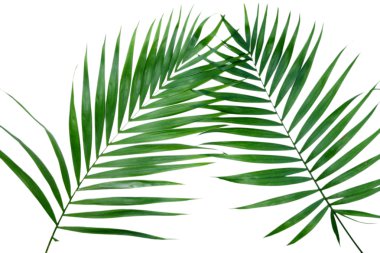 yeşil yaprakların üzerinde beyaz izole palmiye ağacı (howea)