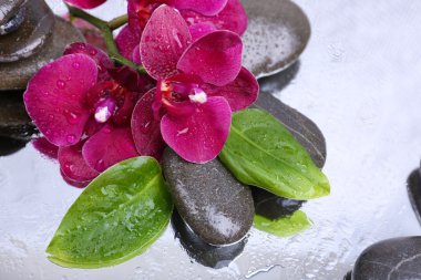 Güzel çiçek açan orkide su damlaları ve açık renk arka plan üzerinde spa taşlar ile kompozisyon