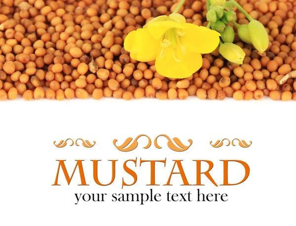 Mustármag elszigetelt fehér mustár virággal — Stock Fotó