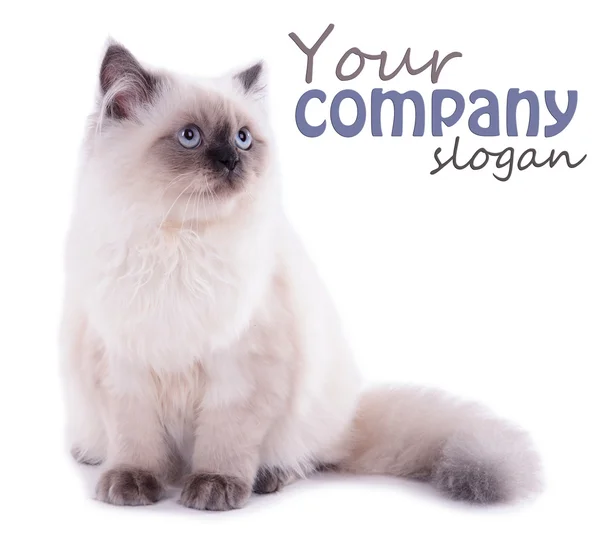 Hermoso gato aislado en blanco —  Fotos de Stock