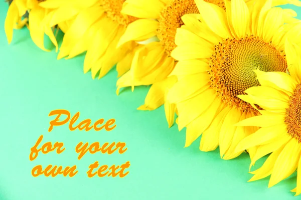 Beautiful sunflowers on color background — Stock Photo, Image