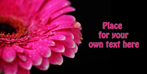 黒を背景に美しいピンクのガーベラの花 — ストック写真