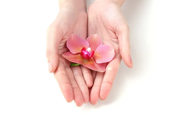 Mano con bel fiore di orchidea isolato su bianco — Foto Stock