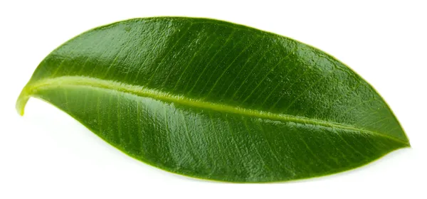 Belle feuille verte, isolée sur blanc — Photo