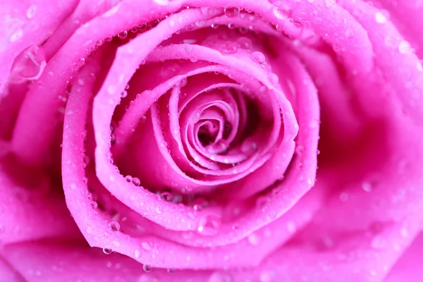 Hintergrund rosa Rose — Stockfoto