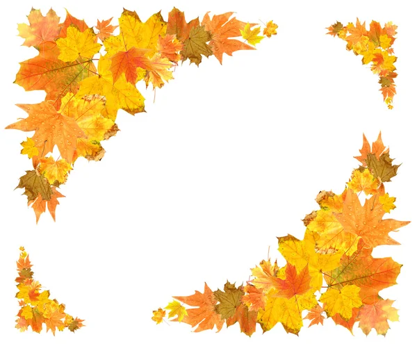 Krásné barevné podzimní listí izolovaných na bílém — Stock fotografie