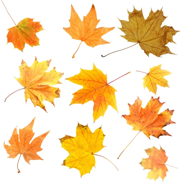 Красивые цветные осенние листья изолированы на белом — стоковое фото