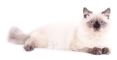 Güzel kedi bembeyaz