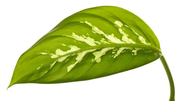 Vackra dieffenbachia leaf isolerad på vit — Stockfoto
