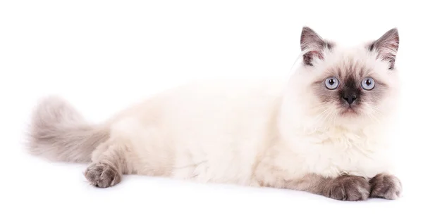 Красива кішка ізольована на білому — стокове фото