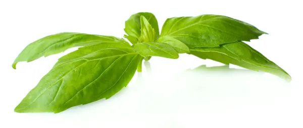 Manjericão verde fresco, isolado sobre branco — Fotografia de Stock