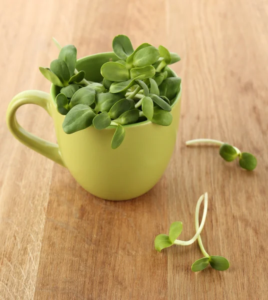 Green young sunflower sprouts in cup on wooden background — Stock Photo, Image