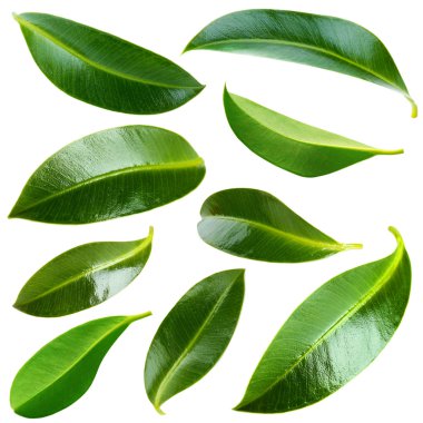 Güzel yeşil yaprakların kolajı beyaz üzerine izole edilmiş