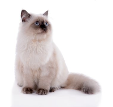 Güzel kedi bembeyaz