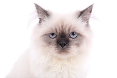 Güzel kedi bembeyaz