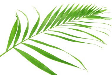 beyaz izole yaprak yeşil palmiye ağacı (howea)