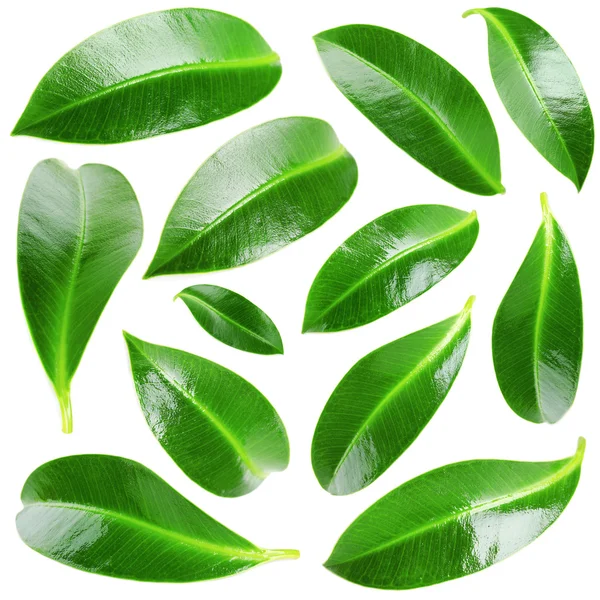 Collage av vackra gröna blad isolerade på vit — Stockfoto